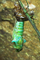Giant Cicada {Cicada sp.} emerging from nymphal shuck, Danum Valley, Sabah, Borneo.