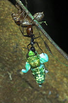 Giant Forest Ant {Camponotus gigas} predating a Cicada {Cicada sp.} emerging from nymphal shuck, Danum Valley, Sabah, Borneo.