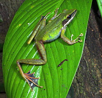 Poisonous Rock Frog {Rana hosii} perching on leaf, Danum Valley, Sabah, Borneo.
