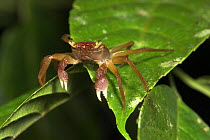 Freshwater Crab {Potamon fluviatile} climbing in low level foliage, Danum Valley, Sabah, Borneo.