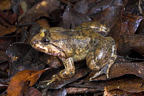 Kuhl's Creek Frog {Limnonectes / Rana kuhlii} on forest floor, Mid-elevation slopes of Mt Kinabalu, Sabah, Borneo.