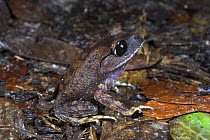 Montane Litter Frog {Leptobrachium montanum} on forest floor, Mid-elevation slopes of Mt Kinabalu, Sabah, Borneo.