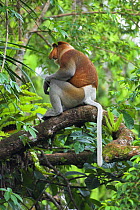 Adult male Proboscis monkey {Nasalis larvatus} sitting on branch, Riverine forest, Kinabatangan River, Sukau, Sabah, Borneo.