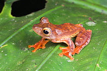 Harlequin Tree Frog {Rhacophorus pardalis} resting on leaf, Danum Valley, Sabah, Borneo.