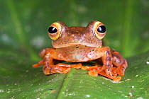 Harlequin Tree Frog {Rhacophorus pardalis} portrait, Danum Valley, Sabah, Borneo.