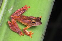 Harlequin Tree Frog {Rhacophorus pardalis} Danum Valley, Sabah, Borneo.