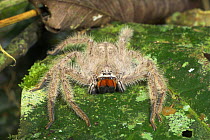 Giant Spider (Megalomorpha). Danum Valley, Sabah, Borneo.