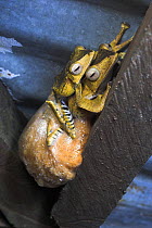 Bornean eared tree frog (Polypedates otilophus) pair in amplexus with foam egg nest in beams of shlelter, Danum Valley, Sabah, Borneo.