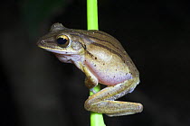Four lined Tree Frog {Polypedates leucomystax} Danum Valley, Sabah, Borneo.