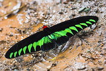 Adult male Rajah Brooke's birdwing butterfly{Trogonoptera / Troides brookiana} drinking from edge of rainforest puddle, Dipterocarp rainforest, Danum Valley, Sabah, Borneo.