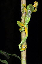 Wallace's flying / gliding frog {Rhacophorus nigropalmatus} climbing back to canopy at night after breeding at temporary pool, Danum Valley, Sabah, Borneo.
