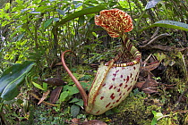 Ground (lower) pitcher of Pitcher Plant {Nepenthes burbidgeae}, forest slopes of Mt Kinabalu, Sabah, Borneo. Endemic to Borneo.