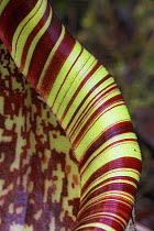Detail of lip of ground (lower) pitcher of Pitcher Plant {Nepenthes burbidgeae} slopes of Mt Kinabalu, Sabah, Borneo. Endemic to Borneo.