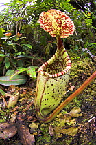 Ground (lower) pitcher of Pitcher Plant {Nepenthes burbidgeae} slopes of Mt Kinabalu, Sabah, Borneo.