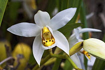 Orchid {Bulbophylum sp.} in bloom, Montane forest, Mt Kinabalu, Sabah, Borneo.