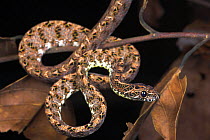 Jasper Cat Snake {Boiga jaspidea} Kinabatangan River, Sukau, Sabah, Borneo.