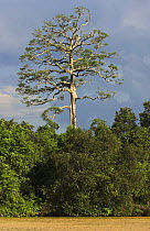 Emergent Menggaris Tree and riverine forest flanking Kinabatangan River, Sabah, Borneo, Malaysia.