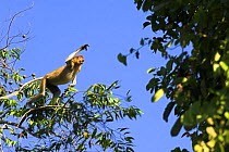 Female Proboscis Monkey {Nasalis larvatus} leaping, Riverine forest, Kinabatangan River, Sukau, Sabah, Borneo.