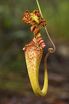 Aerial (upper) pitcher of Pitcher Plant {Nepenthes rafflesiana} heath forest {kerrangas} Bako NP, Sarawak, Borneo.