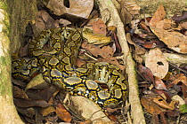 Reticulated Python {Python reticulatus} lying on leaf-litter at base of buttress-rooted tree, Riverine forest, Sukau, Sabah, Borneo.