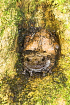 Pair of Tree Hole Frogs {Metaphrynella sundana} wedged into breeding tree hole, Kinabatangan River, Sukau, Sabah, Borneo.