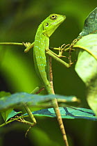 Green Fence Lizard {Bronchocoela / Bronchocela cristatella} basking in sunlight, Riverine forest, Kinabatangan River, Sukau, Sabah, Borneo.
