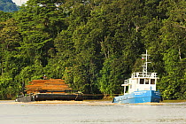 Boat towing barge laden with felled and milled timber, Kinabatangan River, Sabah, Borneo.