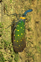 Chinese Lantern Bug {Fulgora sp.} riverine forest, Kinanatangan River, Sukau, Sabah, Borneo.