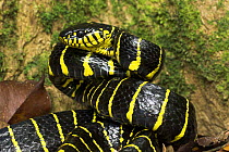 Yellow-ringed cat snake / Mangrove snake {Boiga dendrophilia} in threat posture, Kinabatangan River, Sukau, Sabah, Borneo.