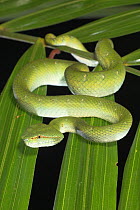 Juvenile Wagler's Pit Viper / Temple pitviper {Tropidolaemus wagleri} on Asam Paya Palm {Eleiodoxa conferta} frond, Bako NP, Sarawak, Borneo.
