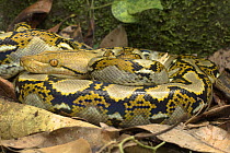 Reticulated Python {Python reticulata} lying on leaf-litter, Riverine forest, Sukau, Sabah, Borneo.
