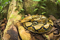 Reticulated Python {Python reticulata} lying on leaf-litter at base of buttress-rooted tree, Riverine forest, Sukau, Sabah, Borneo.