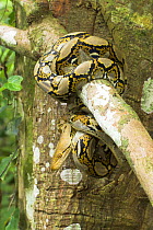 Reticulated Python {Python reticulata} hanging from branch, Riverine forest, Sukau, Sabah, Borneo.