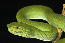 Wagler's Pit Viper / Temple pitviper {Tropidolaemus wagleri} snake in aggressive posture, Bako NP, Sarawak, Borneo.