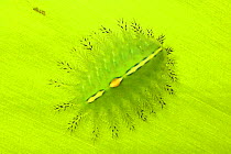 Bizarre flat jelly-like caterpillar (species unknown) on underside of leaf, Lowland rainforest, Danum Valley, Sabah, Borneo.