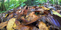 Bornean Horned Frog {Megophrys nasuta} amongst leaf-litter in forest floor, Danum Valley, Sabah, Borneo.