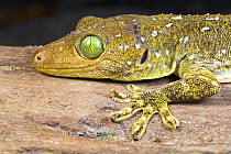 Green-eyed / Smith's Gecko {Gekko smithii} Riverine forest, Sukau, Sabah, Borneo.