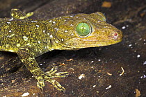 Green-eyed or Smith's Gecko {Gekko smithii} Riverine forest, Sukau, Sabah, Borneo.
