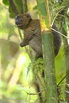 Greater bamboo lemur / Broad nosed gentle lemur  {Prolemur / Hapalemur simus} Ranomafana NP, south east Madagascar.