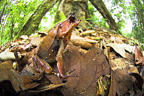 Bornean horned frog {Megophrys nasuta} amongst leaf-litter in forest floor, Danum Valley, Sabah, Borneo.