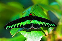 RF- Adult male Rajah Brooke's Birdwing butterfly (Trogonoptera brookiana) basking in pool of sunlight. Dipterocarp rainforest, Danum Valley, Sabah, Borneo. (This image may be licensed either as rights...