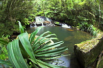 Rainforest stream and pool, mid-altitude forest, Andasibe-Mantadia NP, east Madagascar.