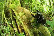 Male Three-horned Rhinoceros beetle {Chalcosoma mollenkampi} on buttress root, lowland rain forest, Danum Valley, Sabah, Borneo.