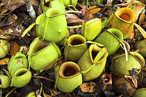 Cluster of ground (lower) pitchers of Pitcher Plant {Nepenthes ampullaria} heath forest (kerrangas) Bako NP, Sarawak, Borneo.