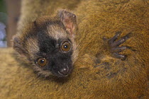 Baby Red fronted lemur {Lemur fulvus rufus} portrait.