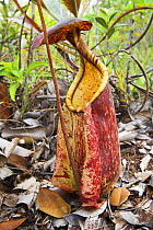 Ground (lower) pitcher of Pitcher Plant {Nepenthes rafflesiana} heath forest (kerrangas) Bako NP, Sarawak, Borneo.