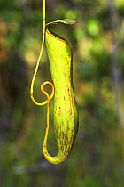 Aerial (upper) pitcher of Pitcher Plant {Nepenthes gracilis} heath forest (kerrangas) Bako NP, Sarawak, Borneo.