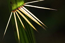 Close-up of thorns on Stemless asam paya palm {Eleiodoxa conferta} Swamp forest, Bako National Park, Sarawak, Borneo.