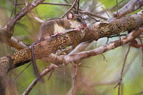 Western Tuft-tailed Rat {Eliurus myoxinus} sleeping on branch, Ampijoroa, north west Madagascar.