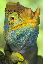 Portrait of male Parson's Chameleon {Chamaeleo parsoni} Ranomafana NP, South eastern Madagascar